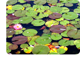 waterlillies