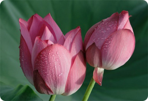 lotus flowers